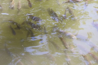 Foto Francisco Carvalho (100).JPG