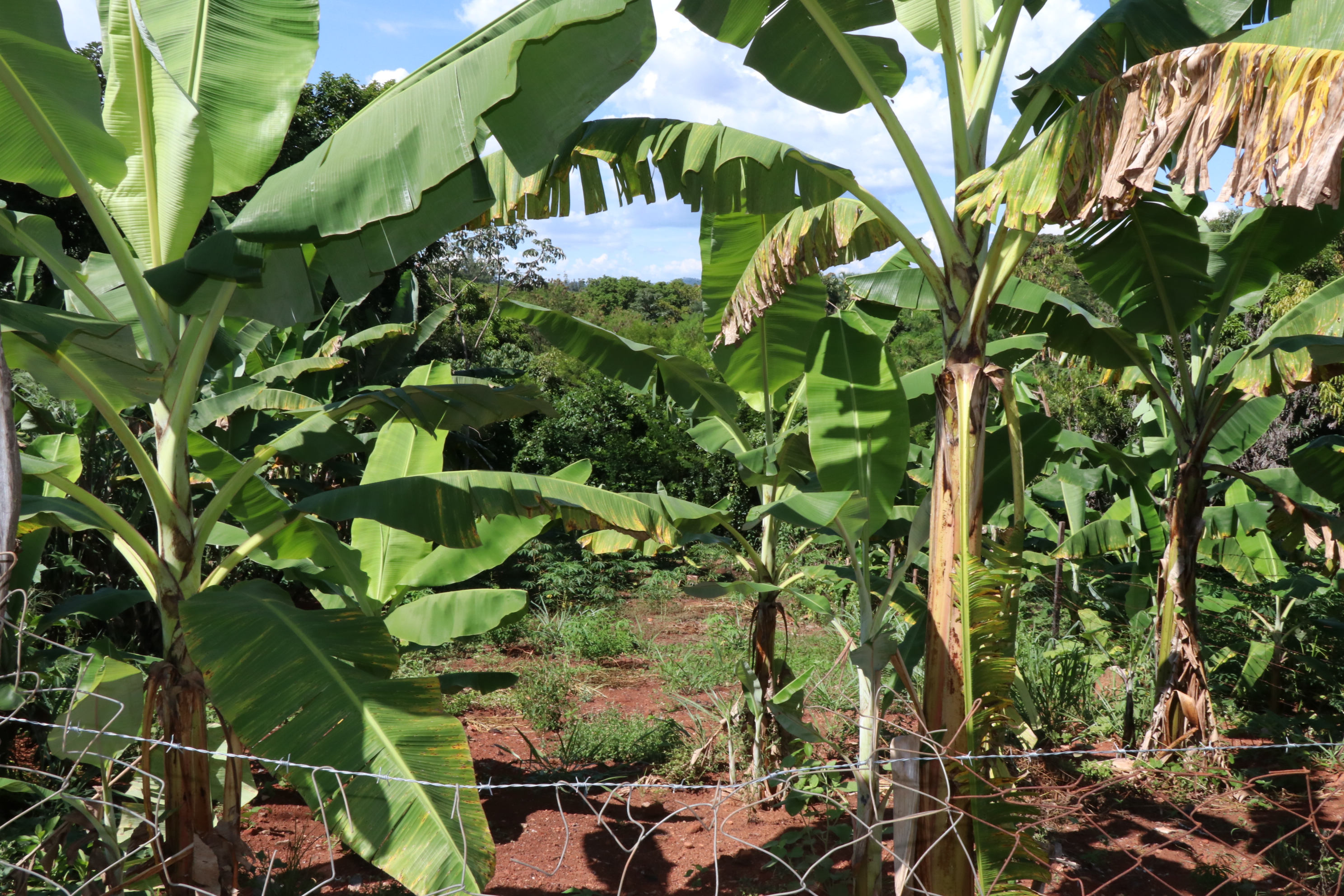 Foto Francisco Carvalho (11).JPG