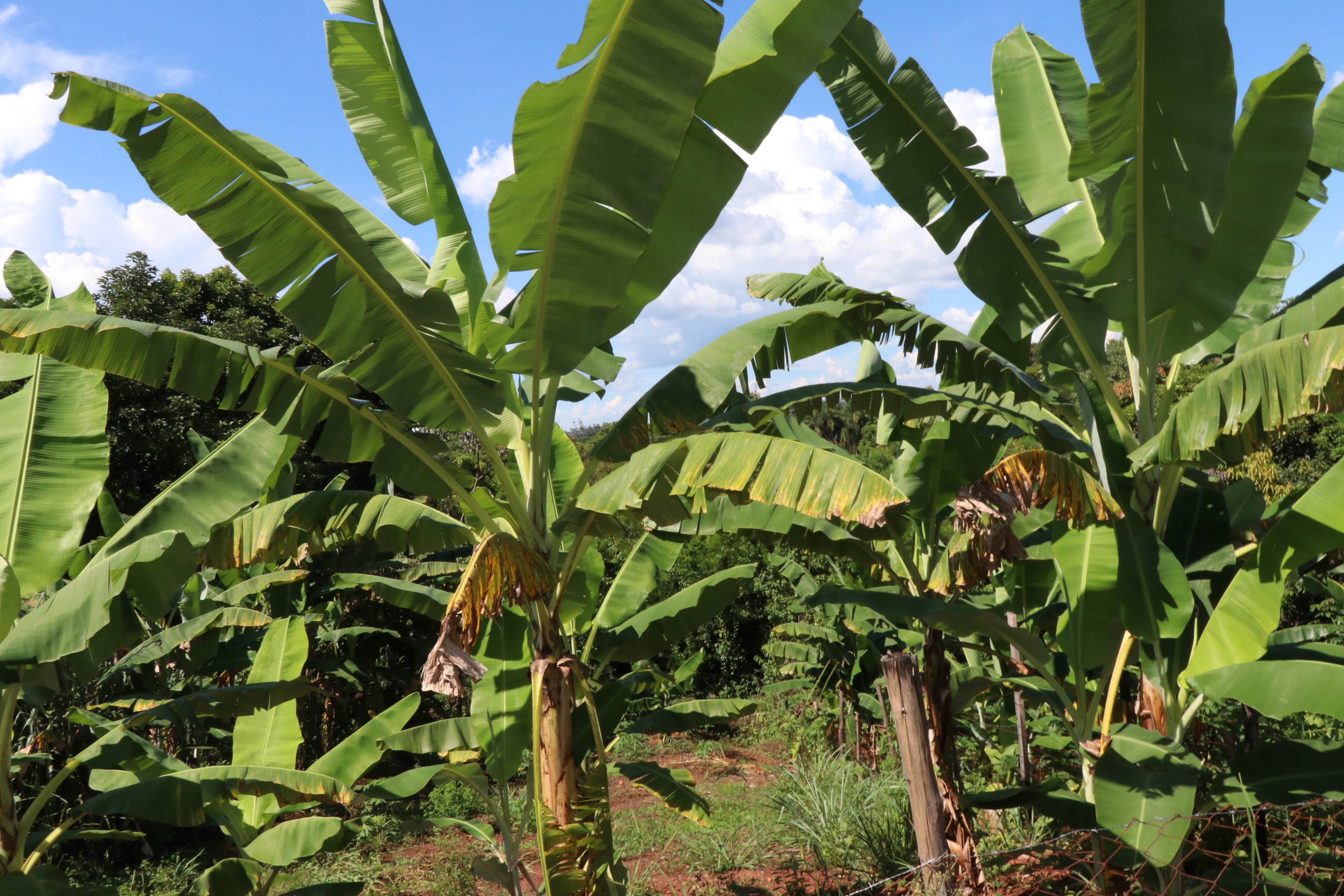 Foto Francisco Carvalho (12).JPG