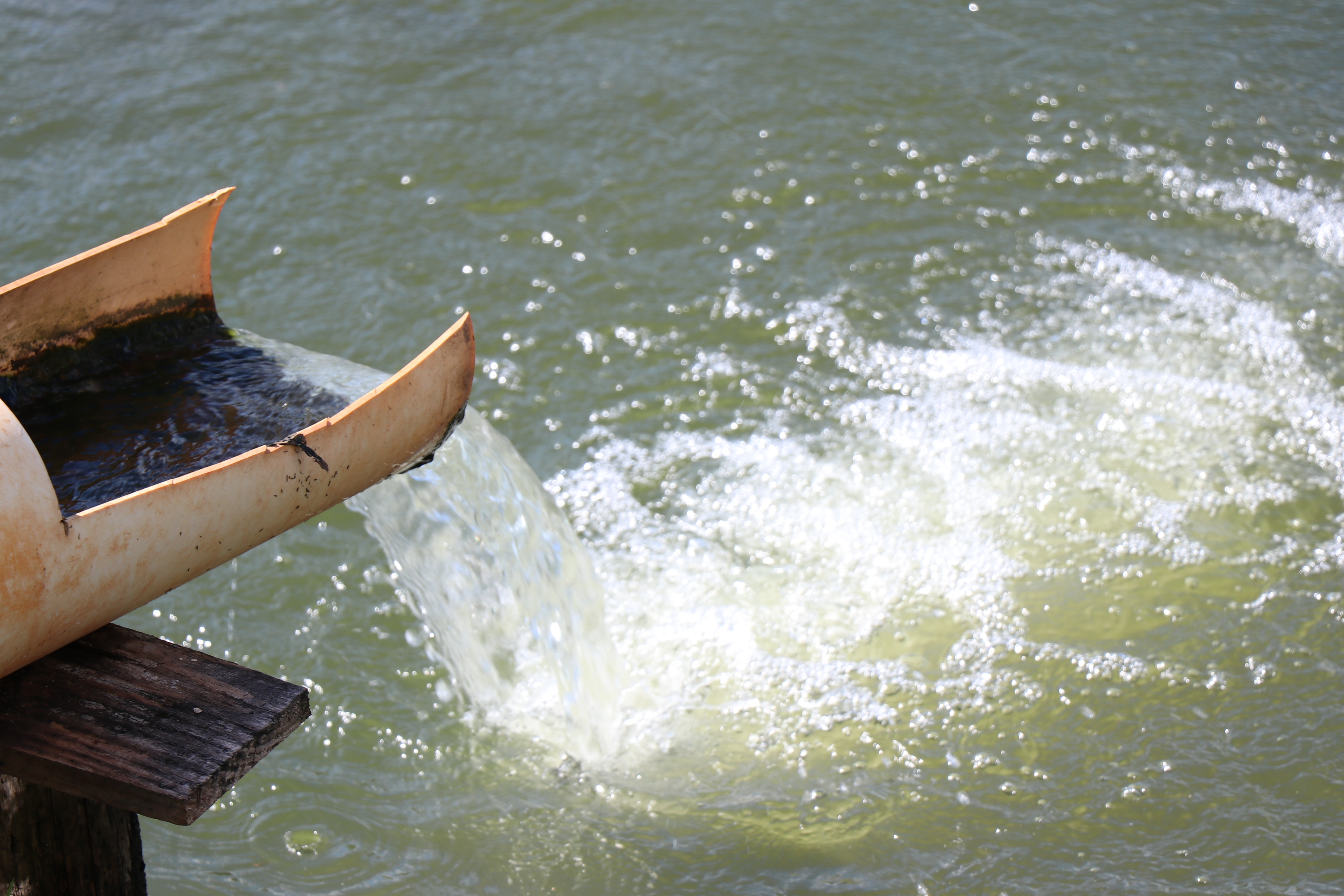 Foto Francisco Carvalho (124).JPG