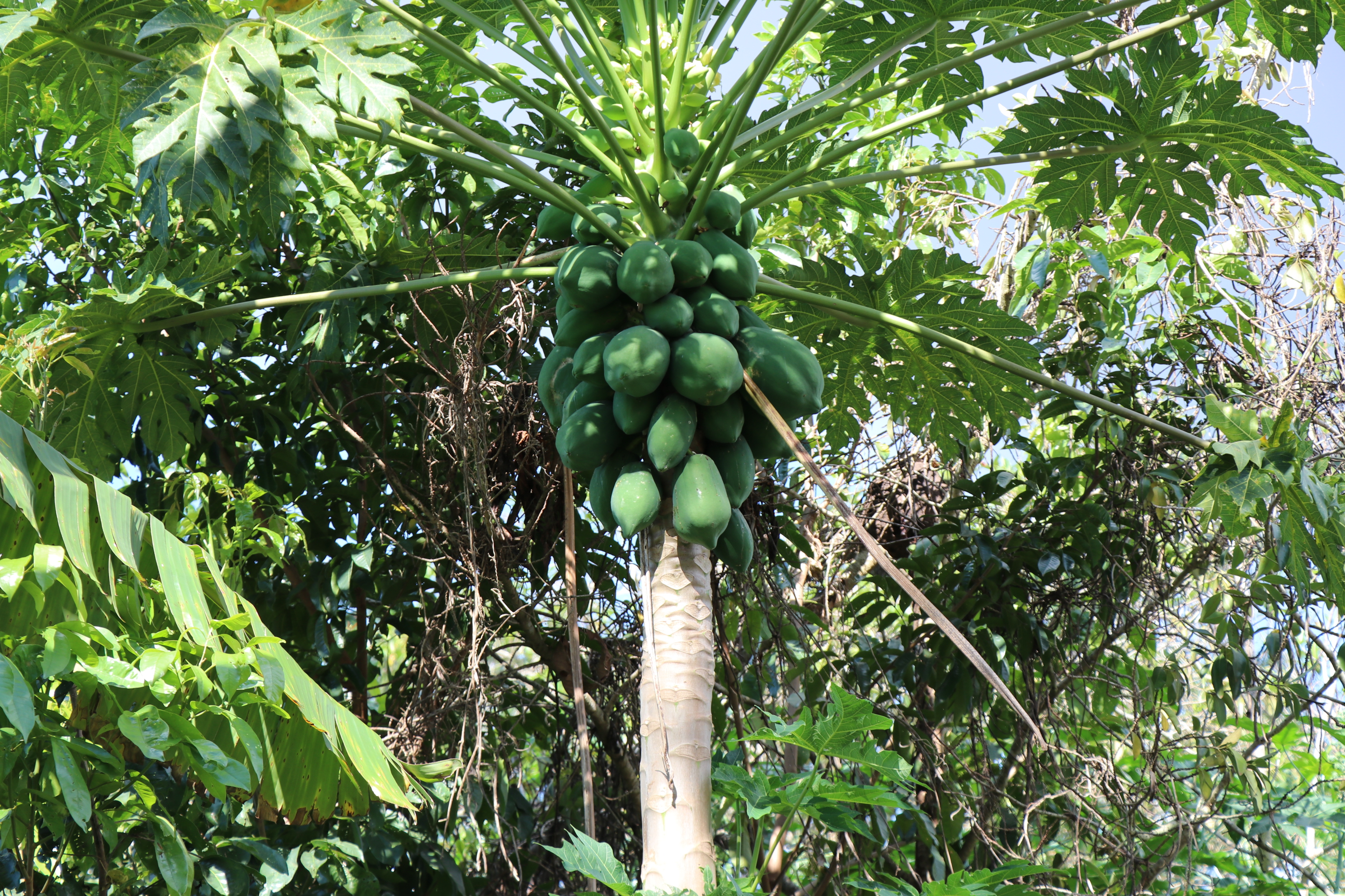 Foto Francisco Carvalho (138).JPG