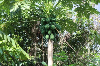 Foto Francisco Carvalho (138).JPG