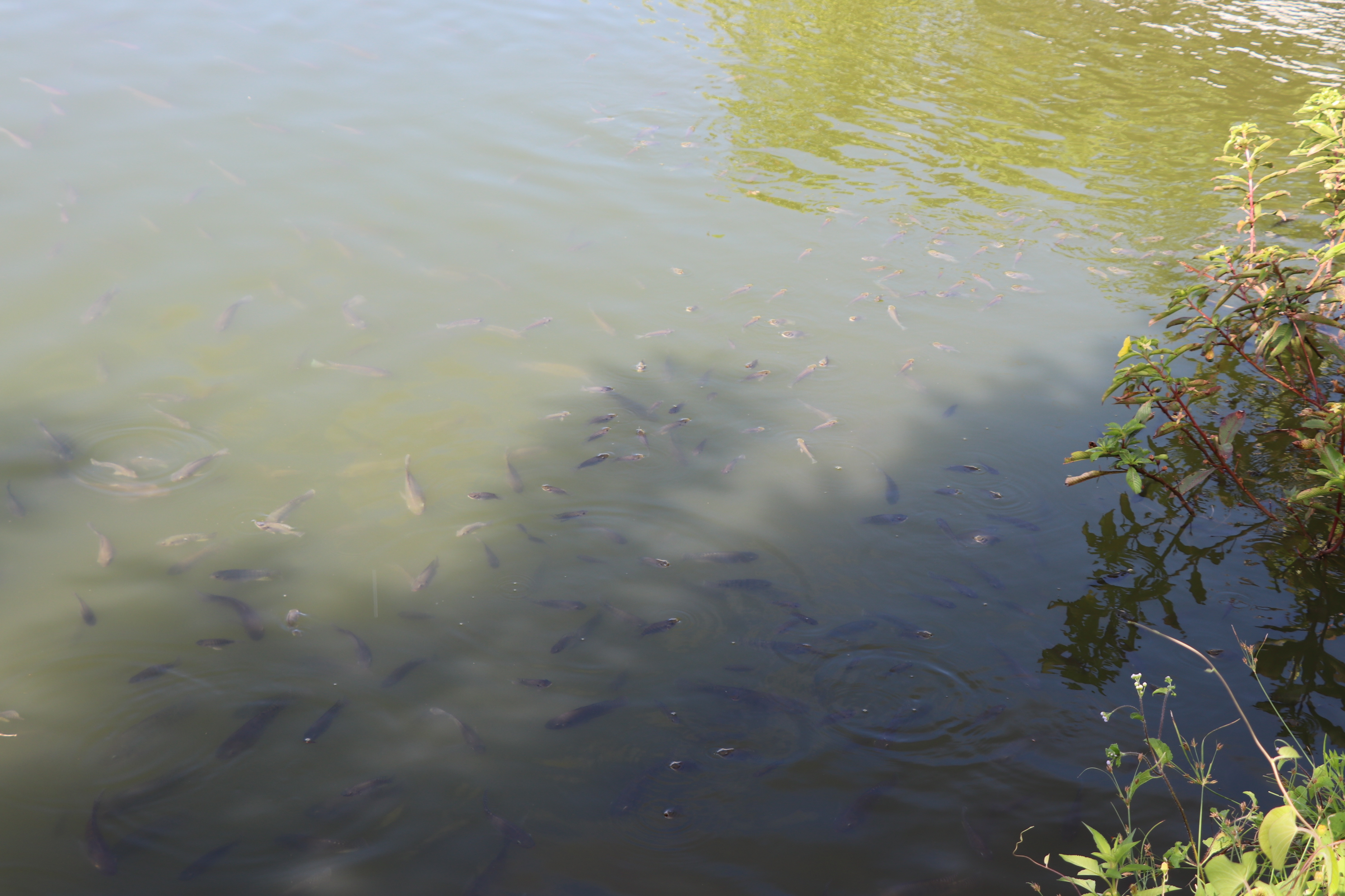 Foto Francisco Carvalho (153).JPG