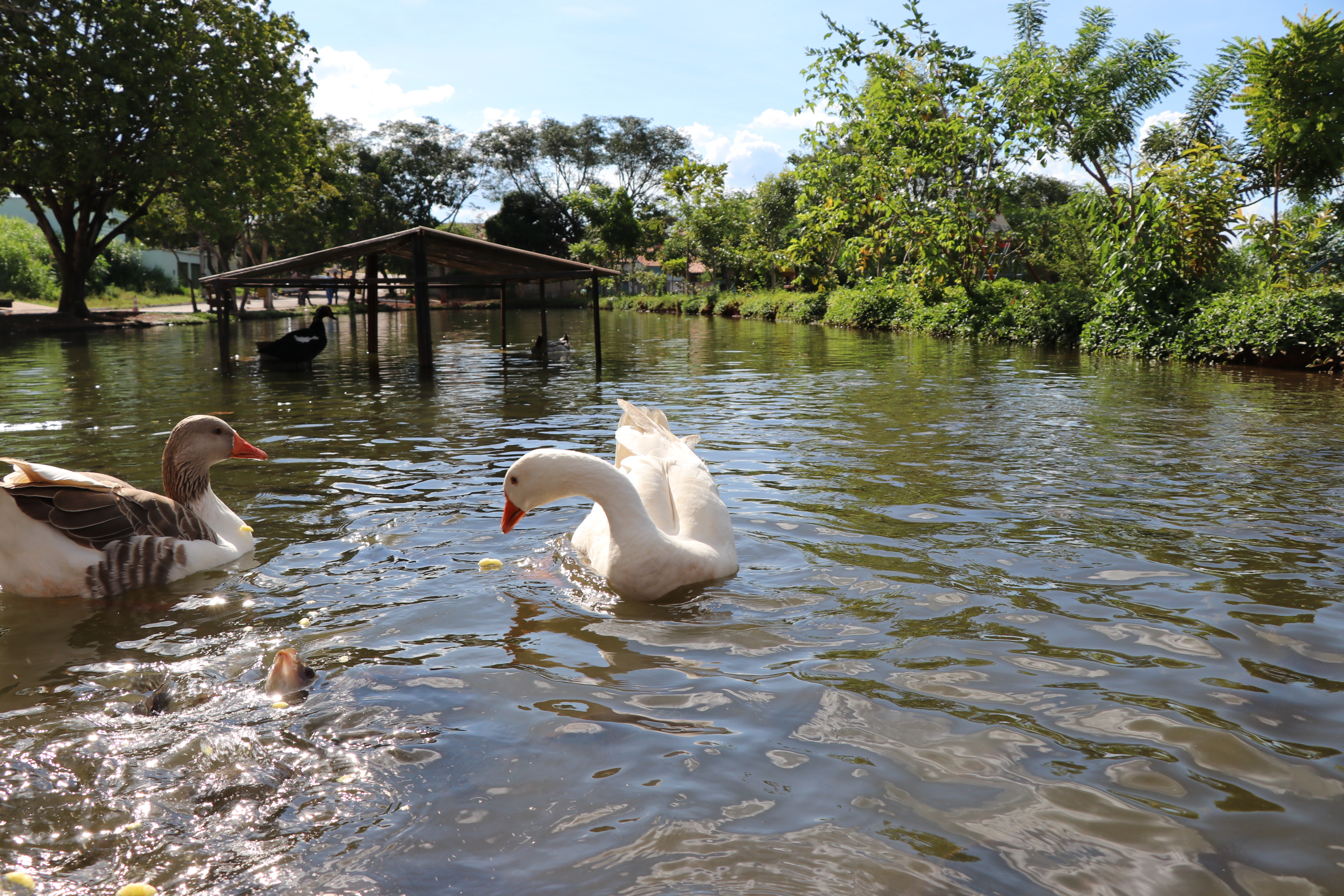 Foto Francisco Carvalho (164).JPG