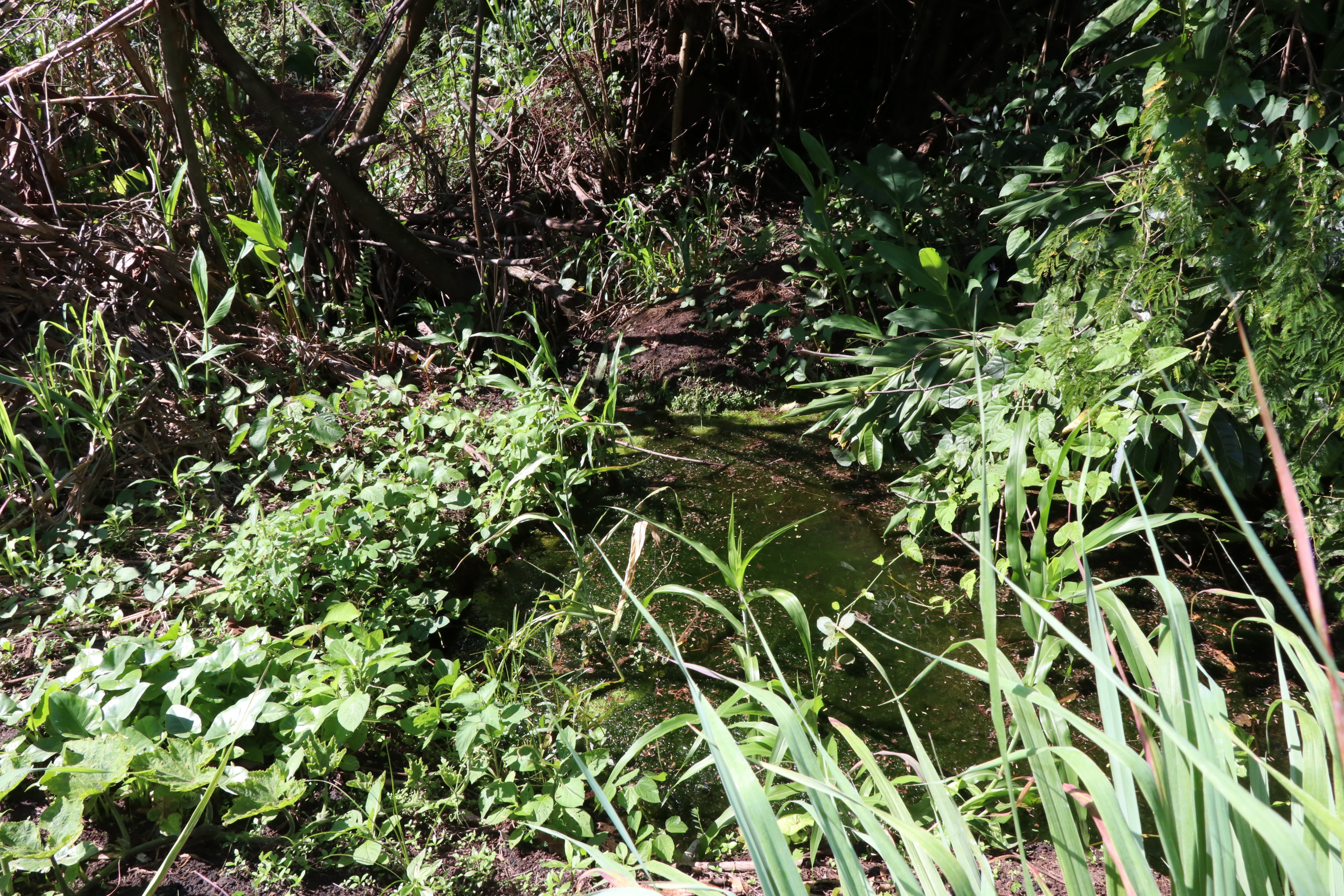 Foto Francisco Carvalho (25).JPG