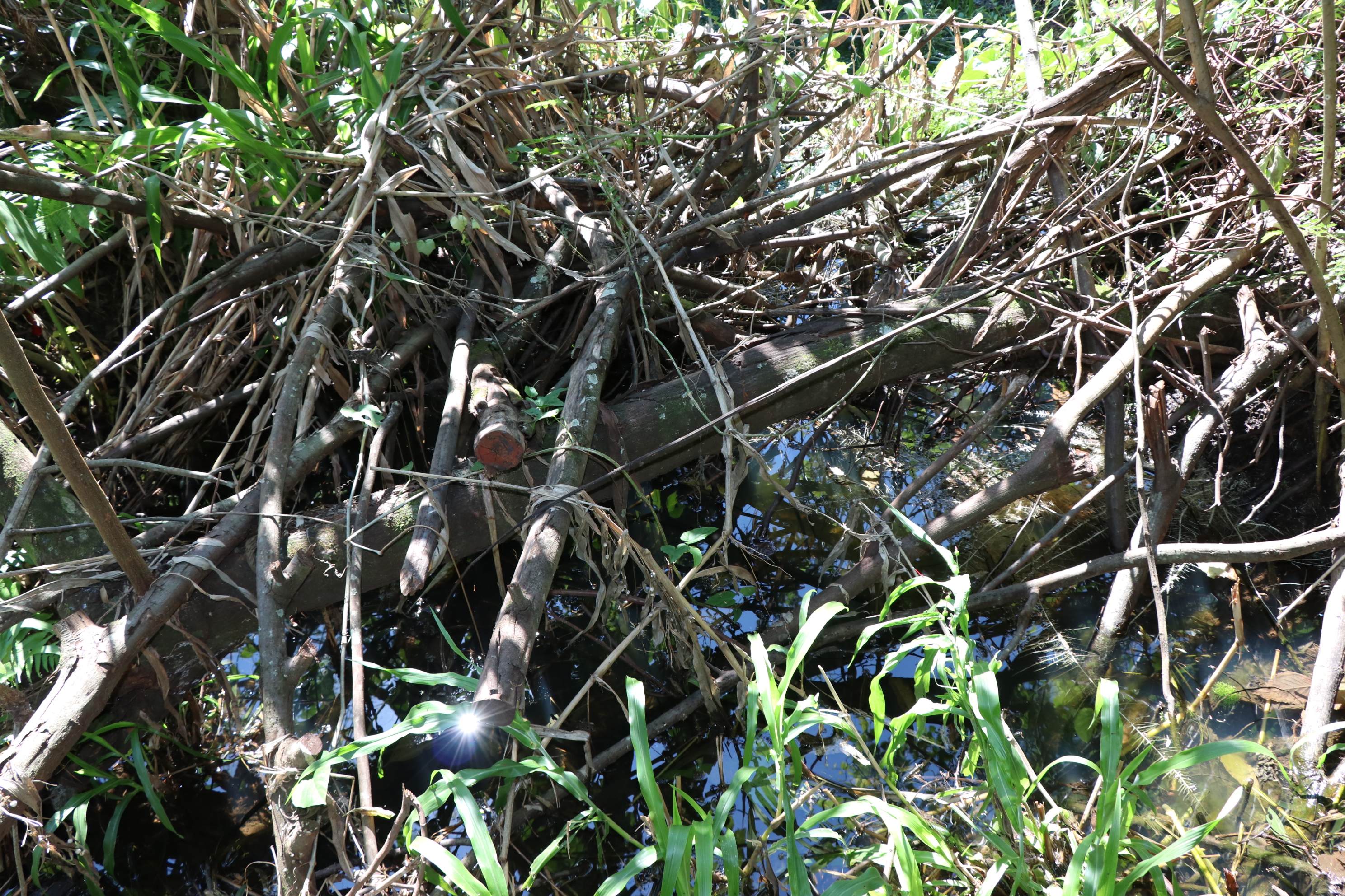 Foto Francisco Carvalho (28).JPG