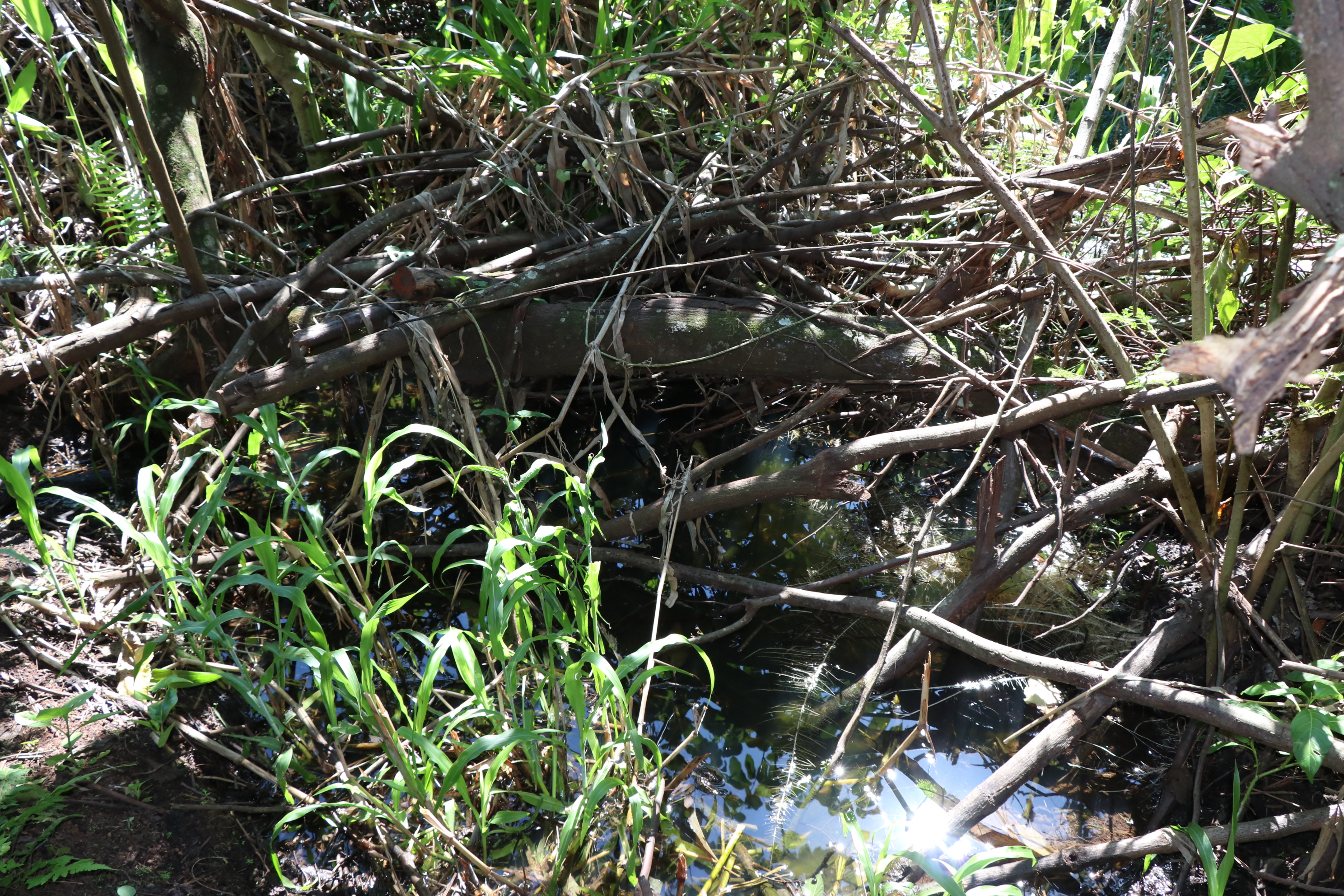 Foto Francisco Carvalho (31).JPG