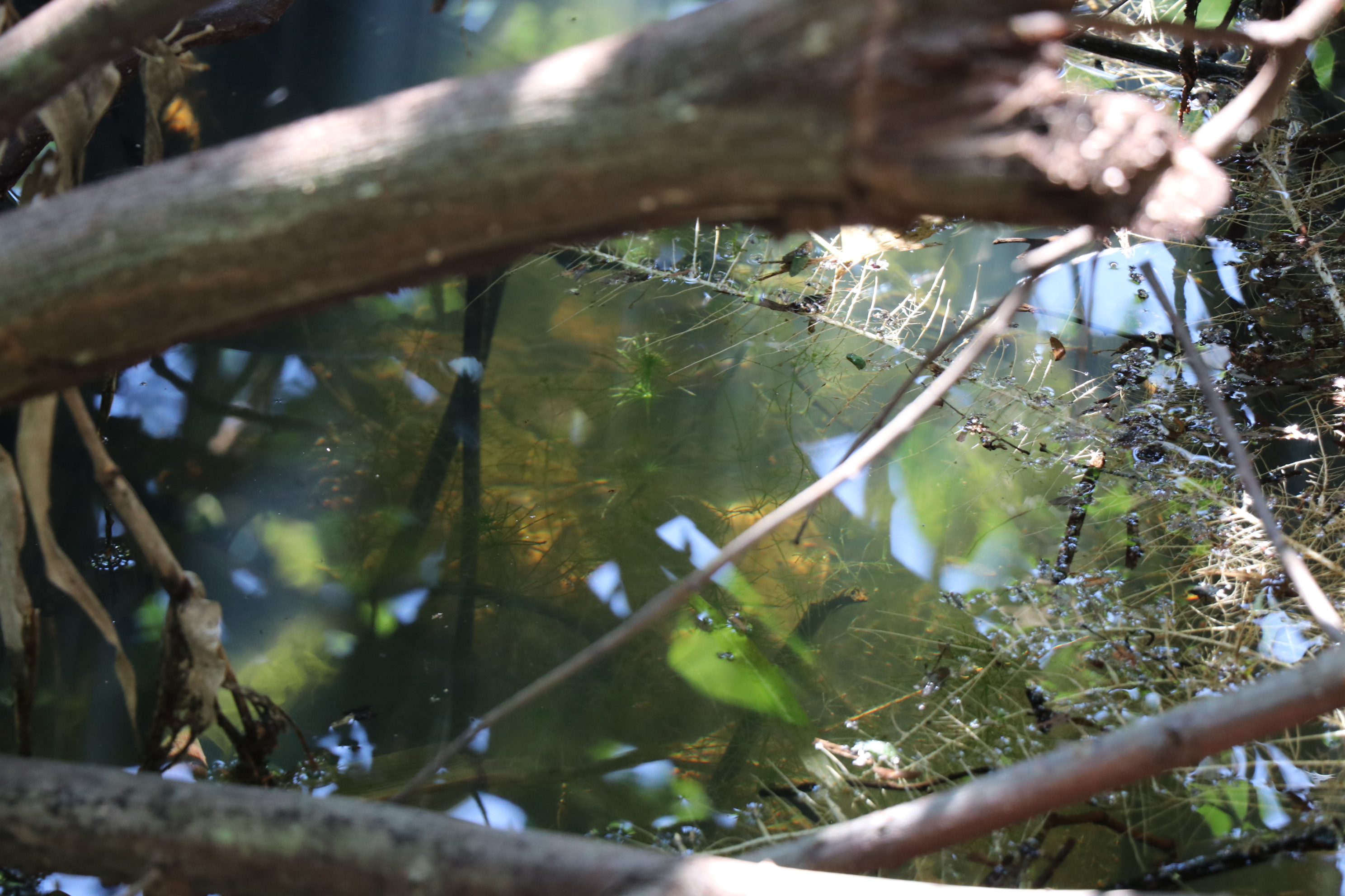 Foto Francisco Carvalho (33).JPG