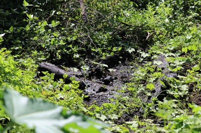 Foto Francisco Carvalho (42).JPG