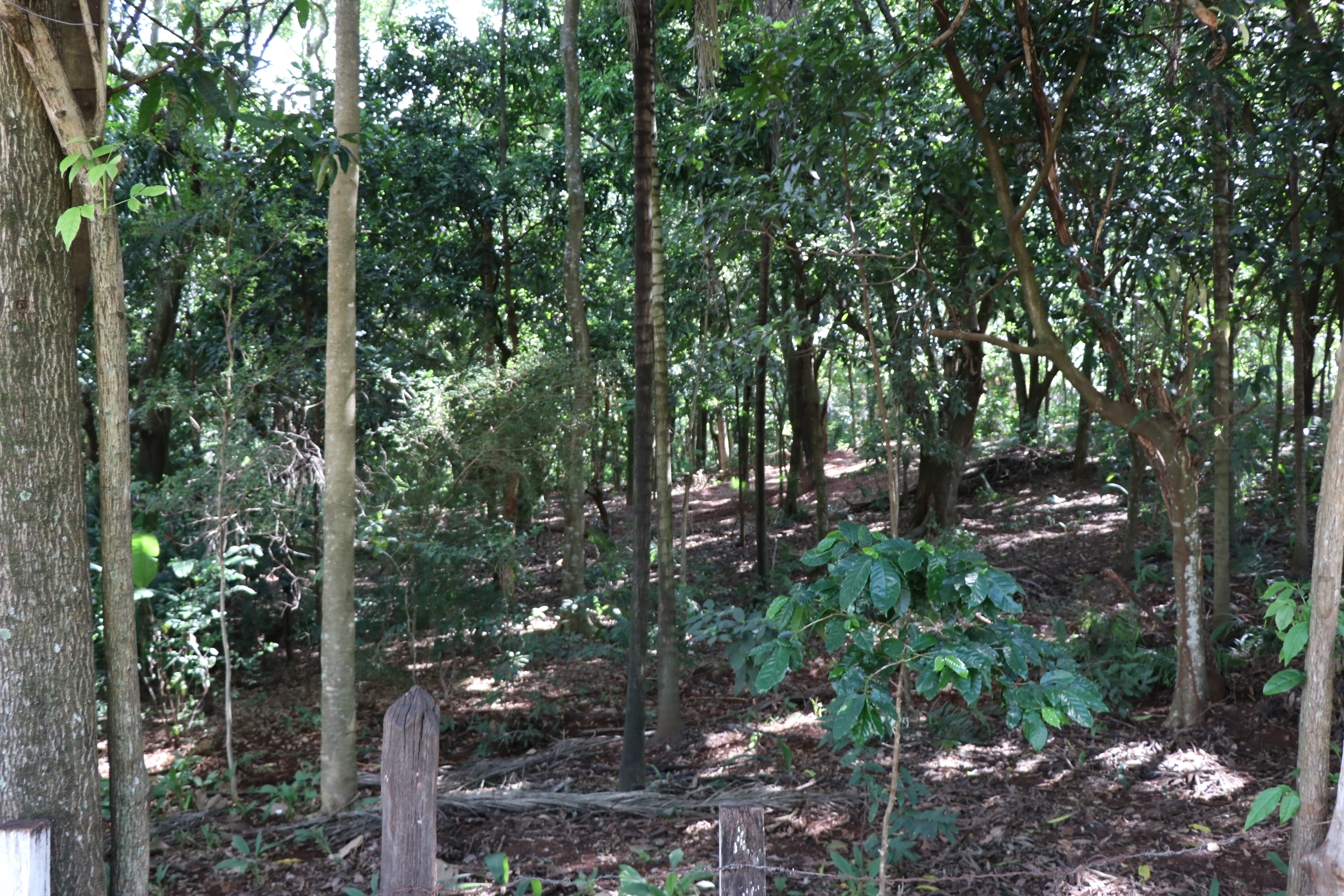 Foto Francisco Carvalho (85).JPG