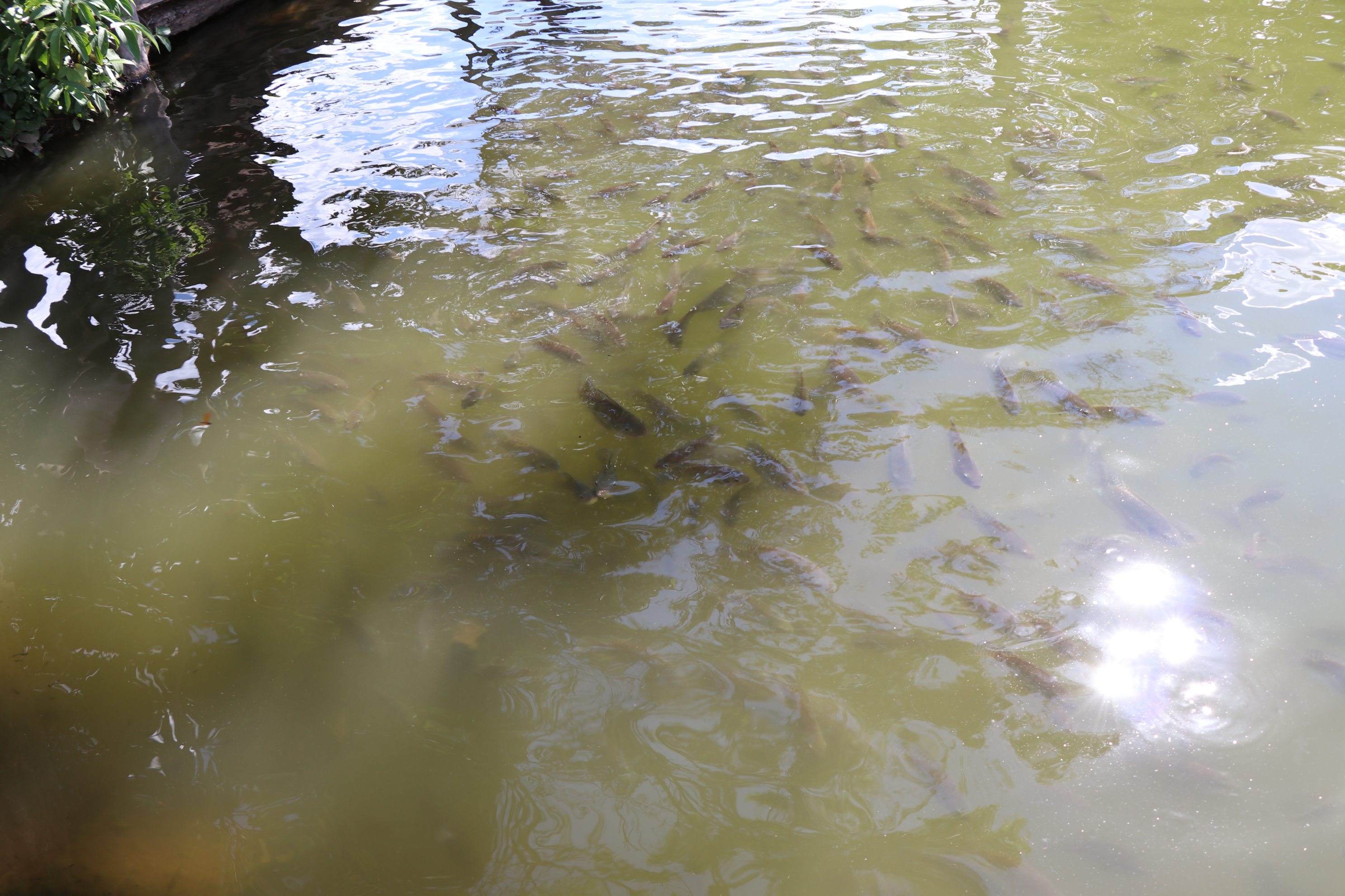 Foto Francisco Carvalho (98).JPG