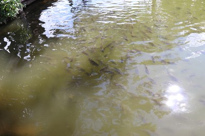 Foto Francisco Carvalho (98).JPG