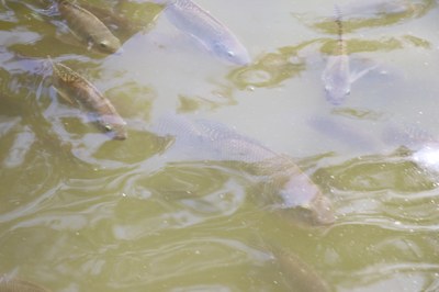 Foto Francisco Carvalho (99).JPG