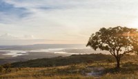 Na semana do Cerrado, Câmara prioriza projetos voltados para o meio ambiente