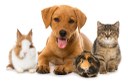 Câmara derruba veto do prefeito a projeto que trata de defesa animal Câmara derruba veto do prefeito a projeto que trata de defesa animal