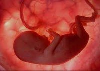 CCJ aprova matérias que tratam de direitos do feto
